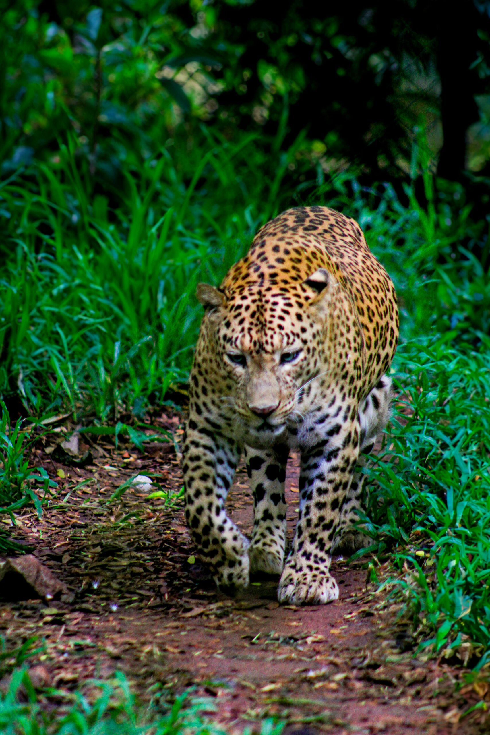 Leopard Walking through Forest